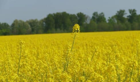 Der stille Held vom Feld: Landwirte mit Rapsbeständen zufrieden