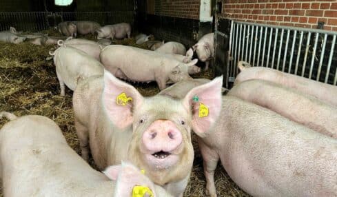 Schweinehalter in OWL stehen mit dem Rücken zur Wand