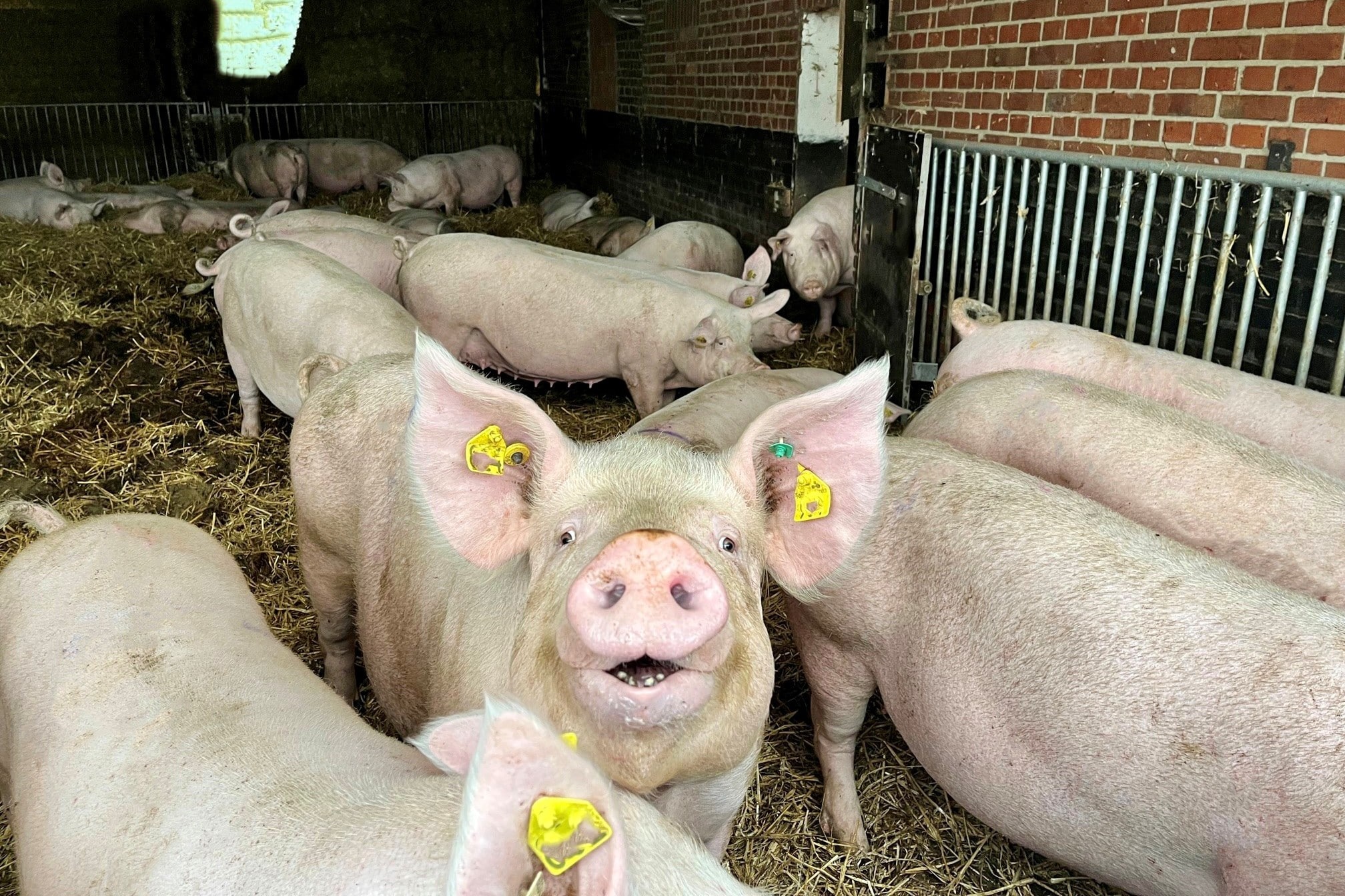 Schweinehalter in OWL stehen mit dem Rücken zur Wand